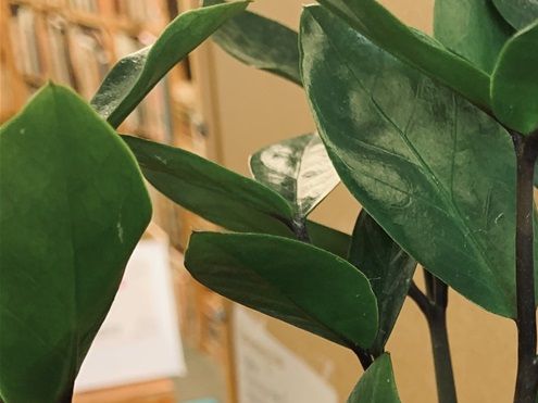 Photo of gift card displayed in a potted plant